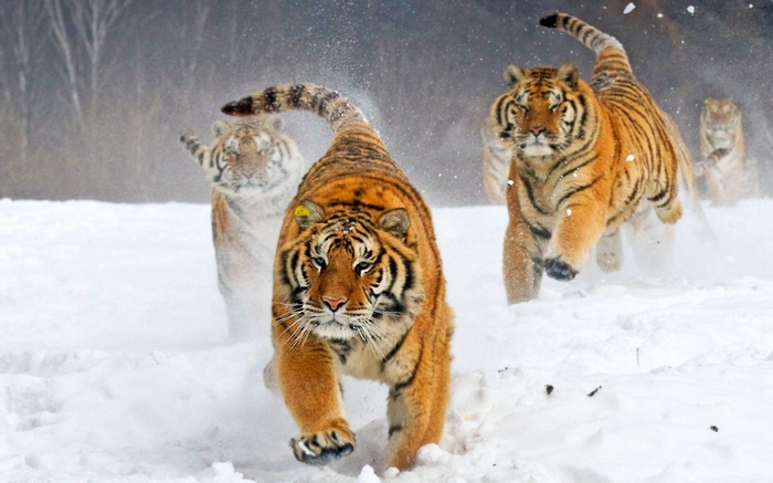 Tigers running through snow
