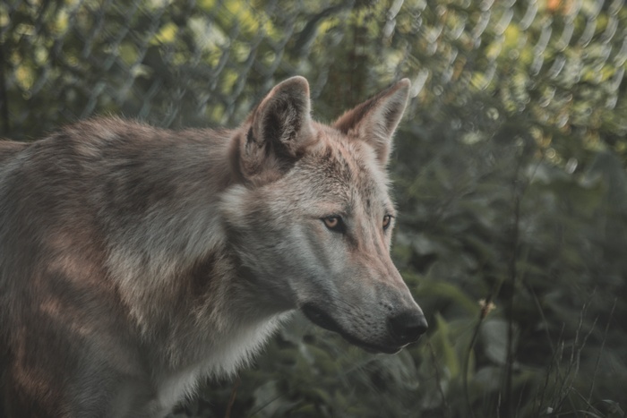 Wolf in a forest with a fence