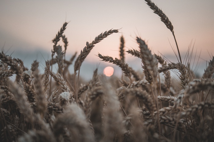Wheat field at sunset