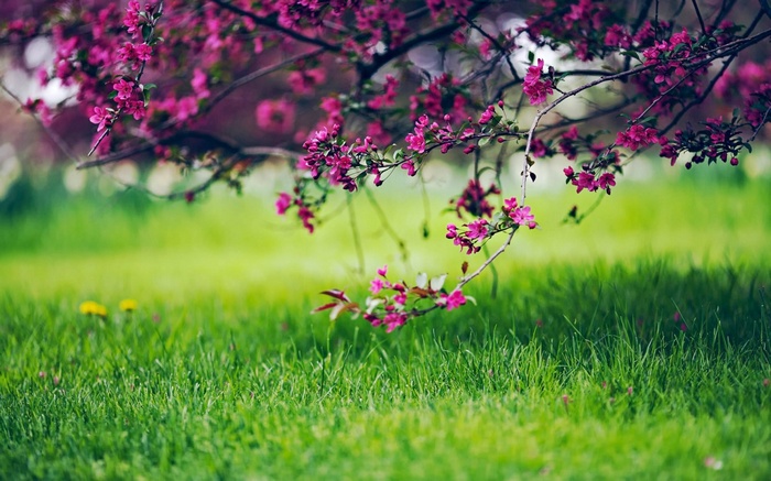 Pink cherry blossoms on branches over green grass