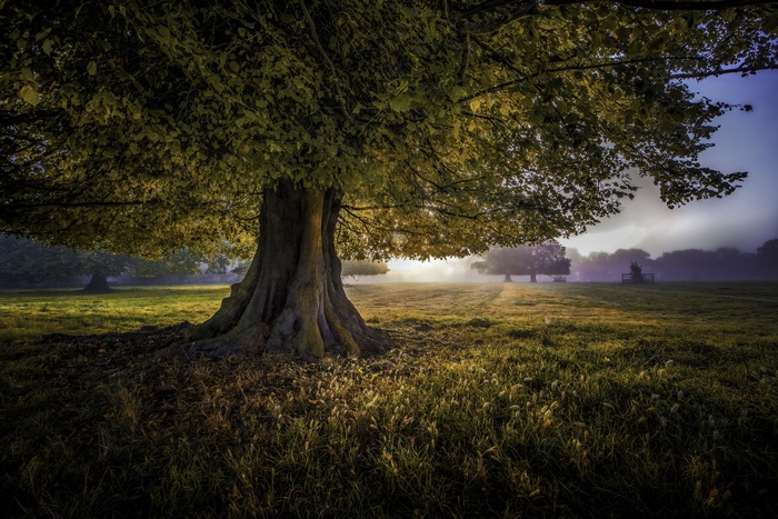 Misty landscape with a large tree in the foreground