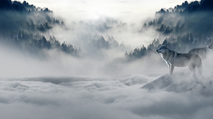 Two wolves stand on a snowy mountain peak in a misty forest