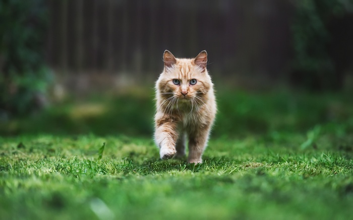 Orange cat walking on grass