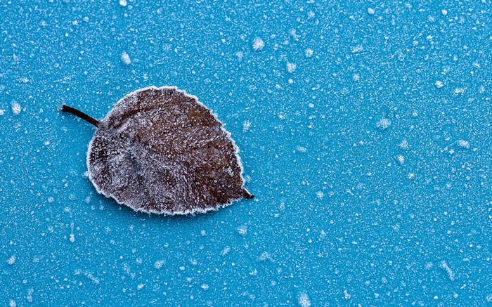 Leaf covered in hoarfrost on a blue surface