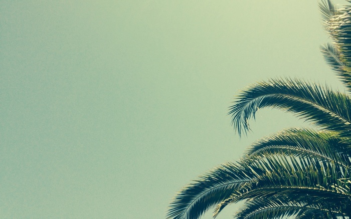 Palm trees against a clear sky