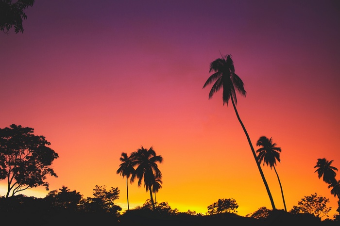 Silhouette of palm trees against a colorful sunset sky