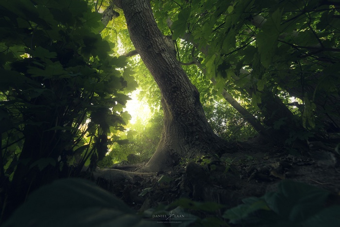 Sunlight filtering through trees in a dark forest
