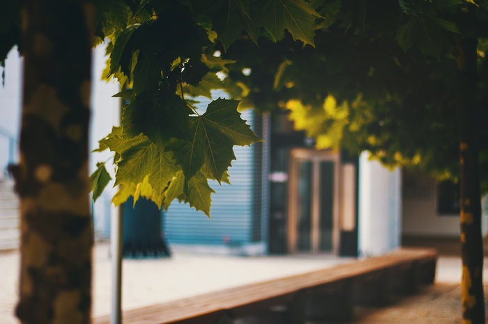 Green leaves on a tree branch with a building and bench