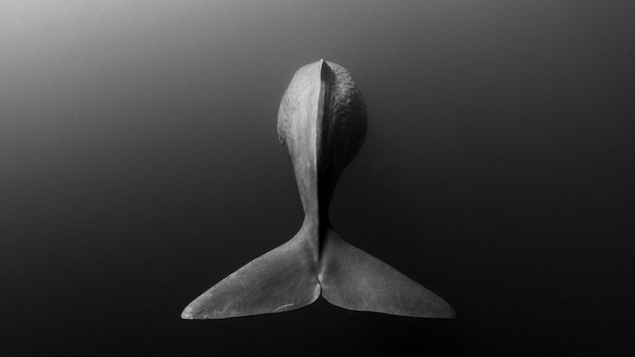 Whale tail from above in monochrome