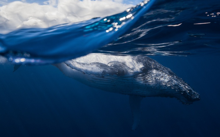 Humpback whale swimming underwater near the surface