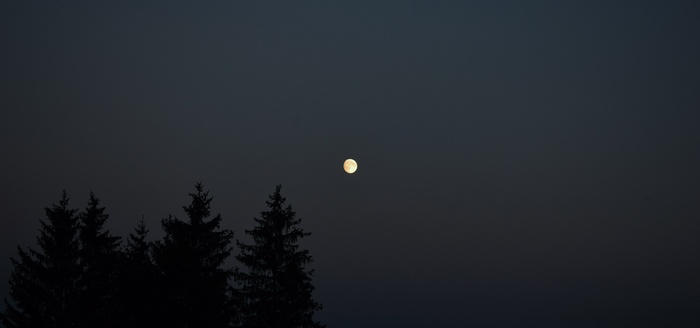Moonlight over silhouetted pine trees