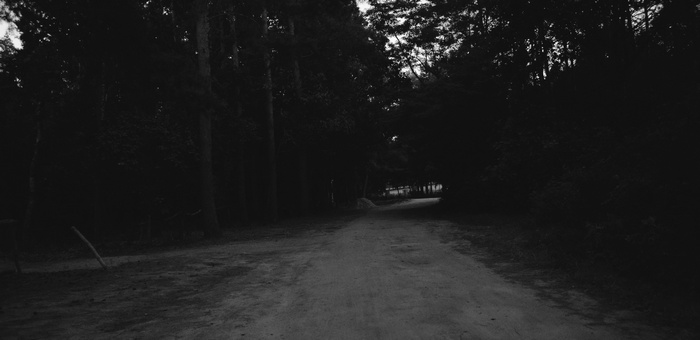 Dirt road through a dark forest