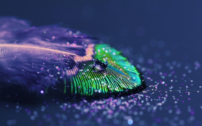 Macro shot of a peacock feather with water drop and glitter