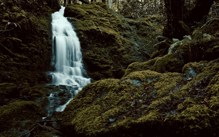 Waterfall cascading over moss-covered rocks in a forest