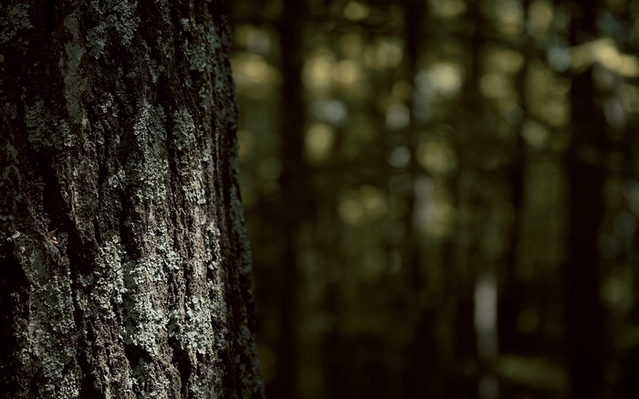 Close-up of tree bark in a forest
