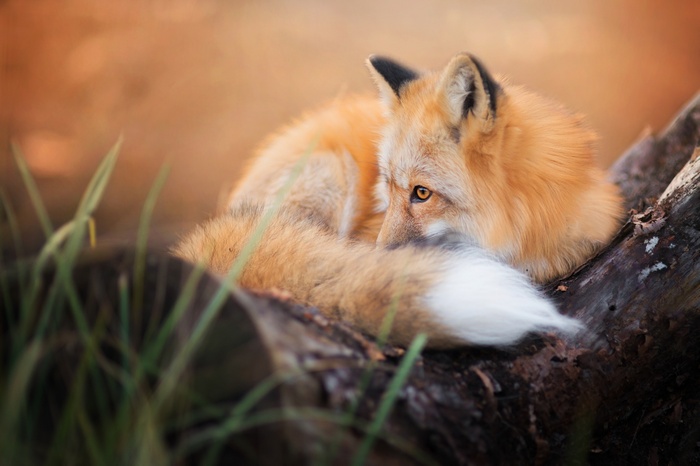 Red fox curled up on a log