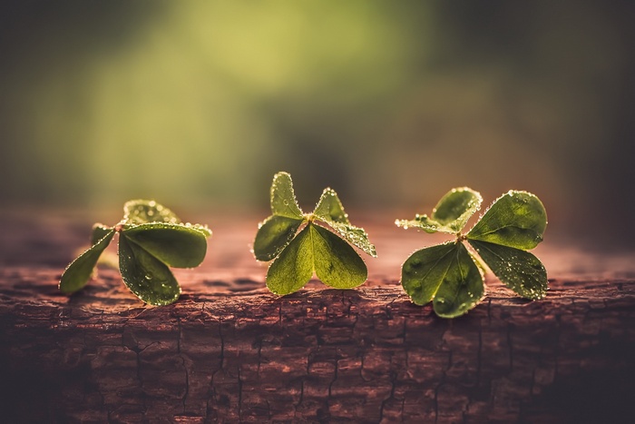 Three clovers with water droplets on a wooden surface