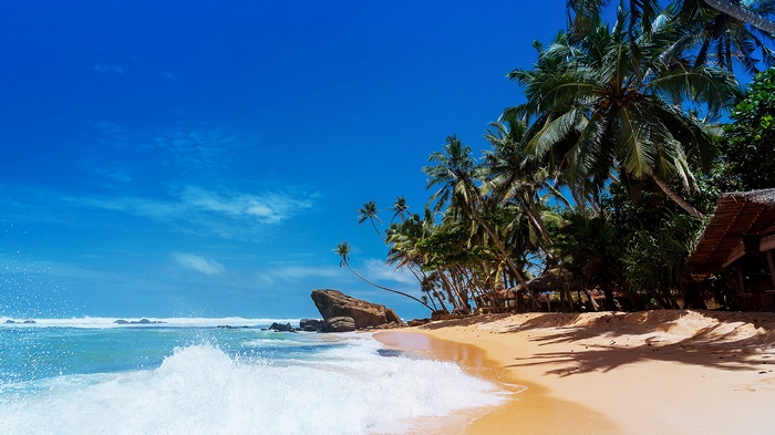 Tropical beach with palm trees and ocean waves