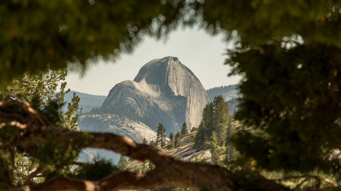 Half Dome, Yosemite National Park framed by trees