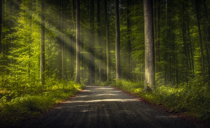 Sun rays in a forest with a road