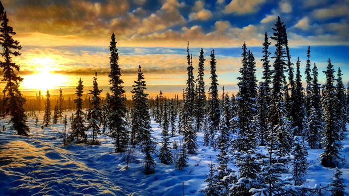 Winter forest at sunset