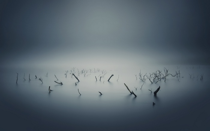 Bare branches in misty water landscape