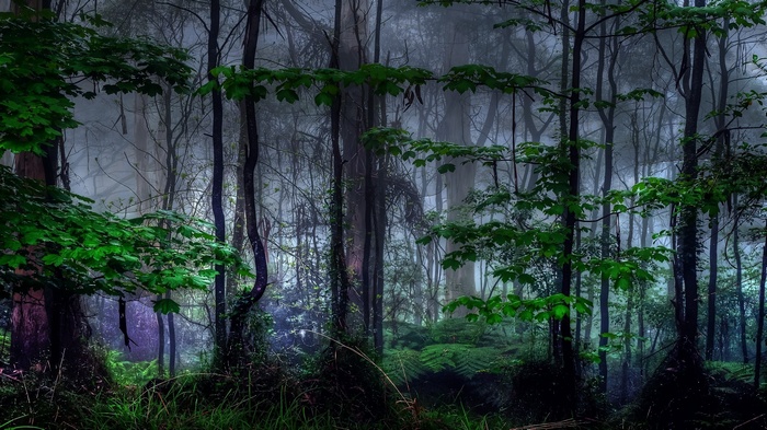 Misty forest with green leaves and ferns