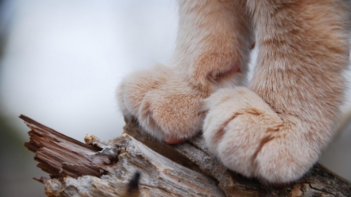Close-up of a cat's paws on a log