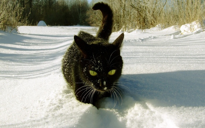 Black cat walking in the snow