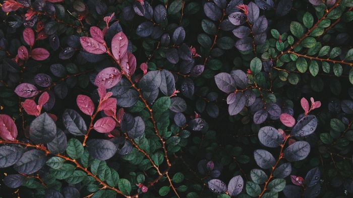Close-up of dark green and purple leaves with water droplets