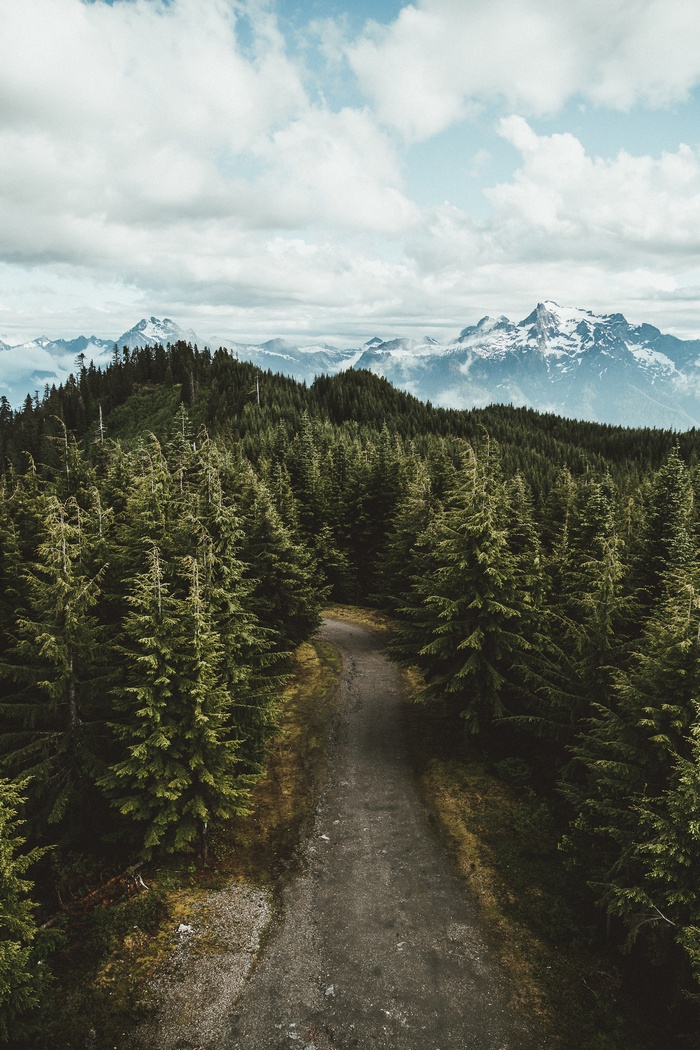 Dirt road through a pine forest with snow-capped mountains in the background