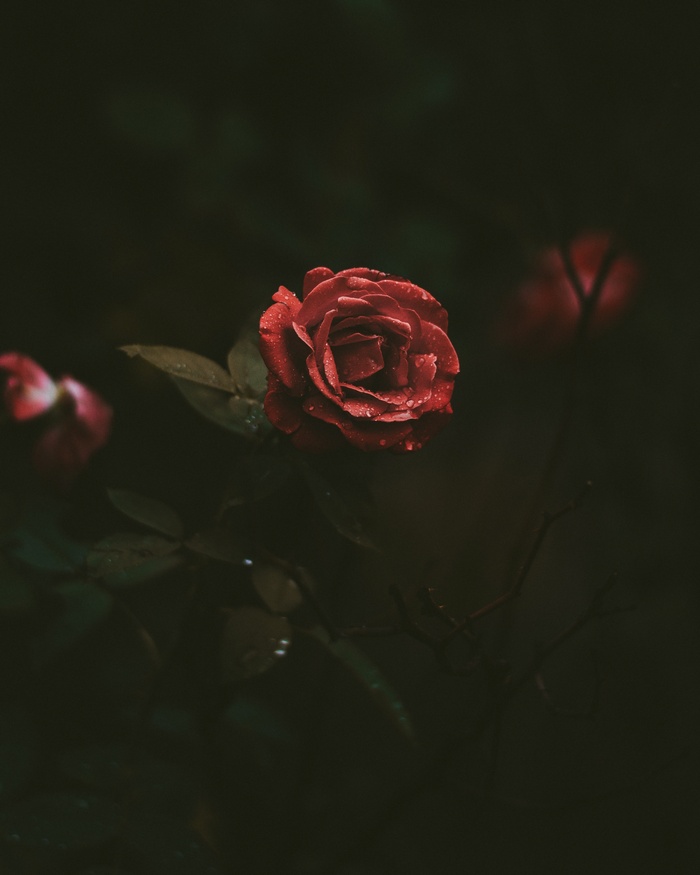 Red rose with water droplets in dark garden