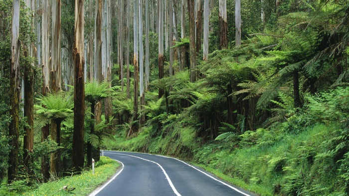 Road through a forest in Australia