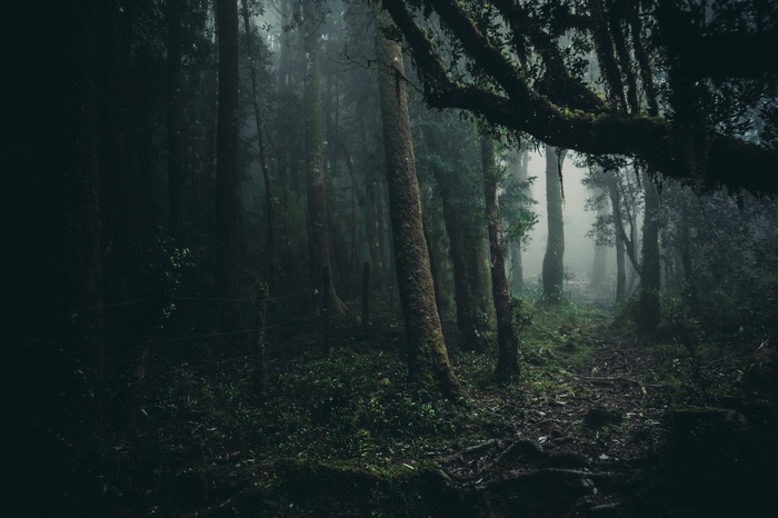 Misty forest path in Oncol Park