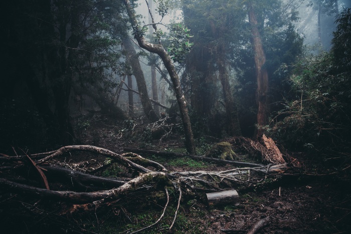 Misty forest with fallen trees
