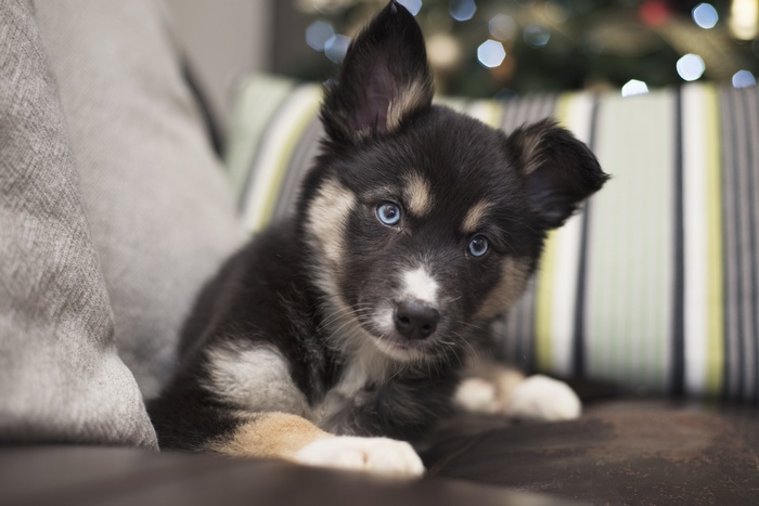 Husky puppy with blue eyes on a couch