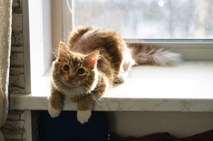 Orange tabby cat lying on a windowsill