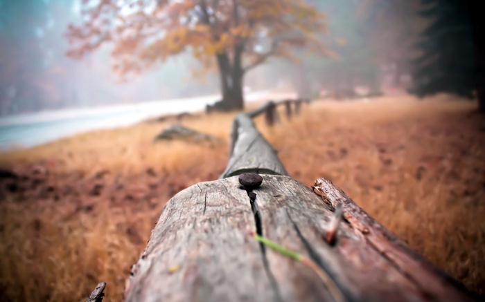 Log with nail in autumn forest