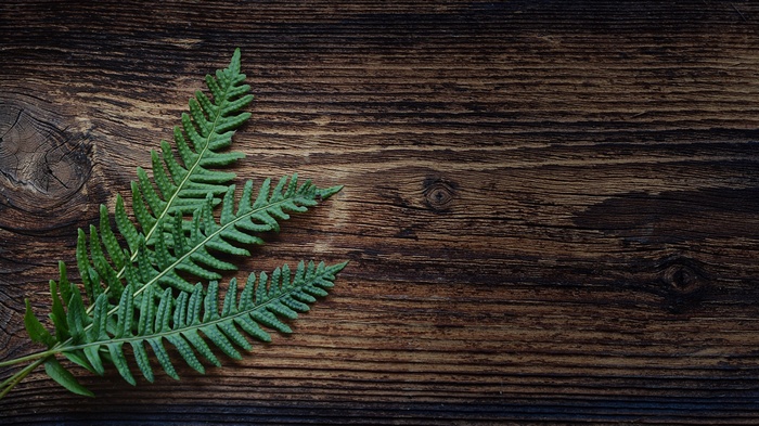 Green fern leaves on a wooden surface