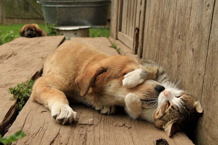 Puppy and kitten playing on wooden planks
