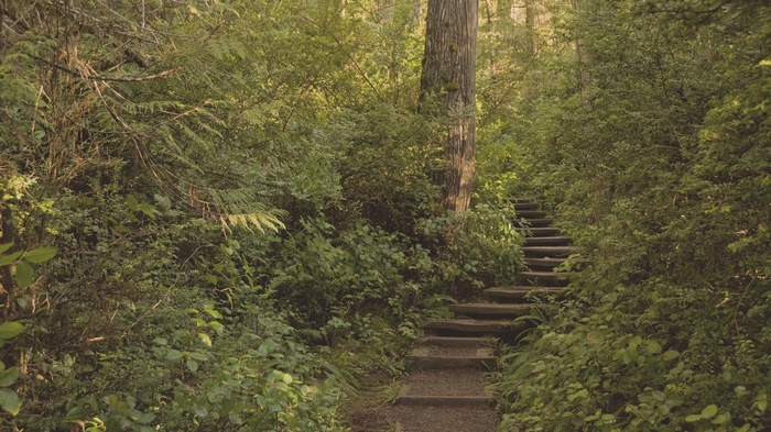 Wooden stairs ascend through a dense, green forest.