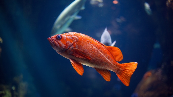 Orange fish swimming in blue water