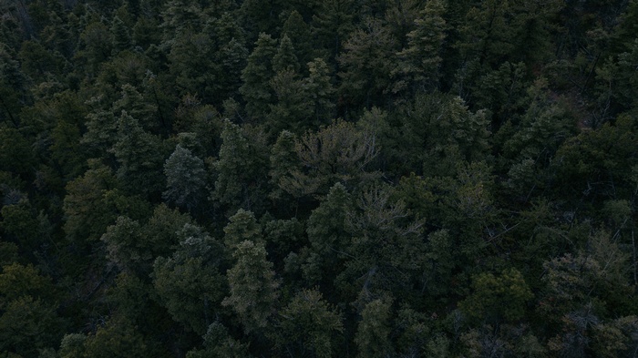 Aerial view of a dense forest