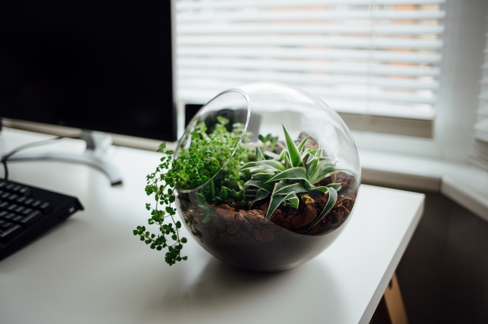 Terrarium with plants on a desk with a monitor