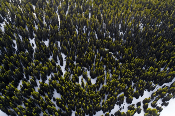 Aerial view of a snow-covered conifer forest
