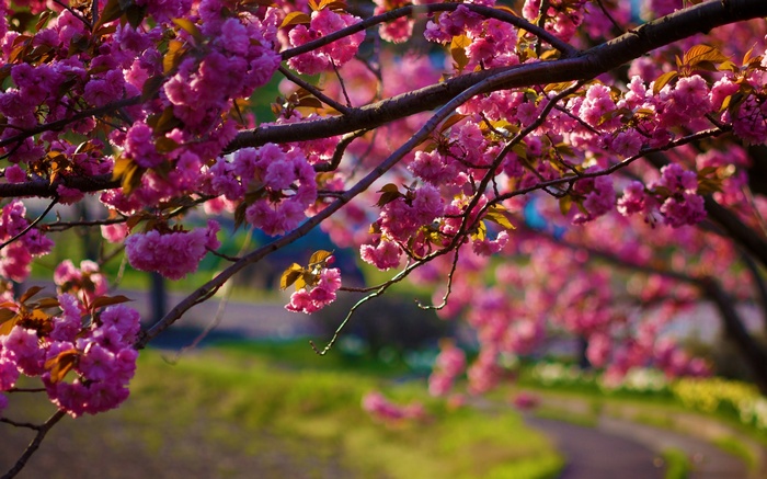 Pink cherry blossoms on branches with a blurred background