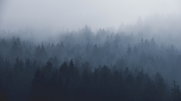 Misty forest landscape