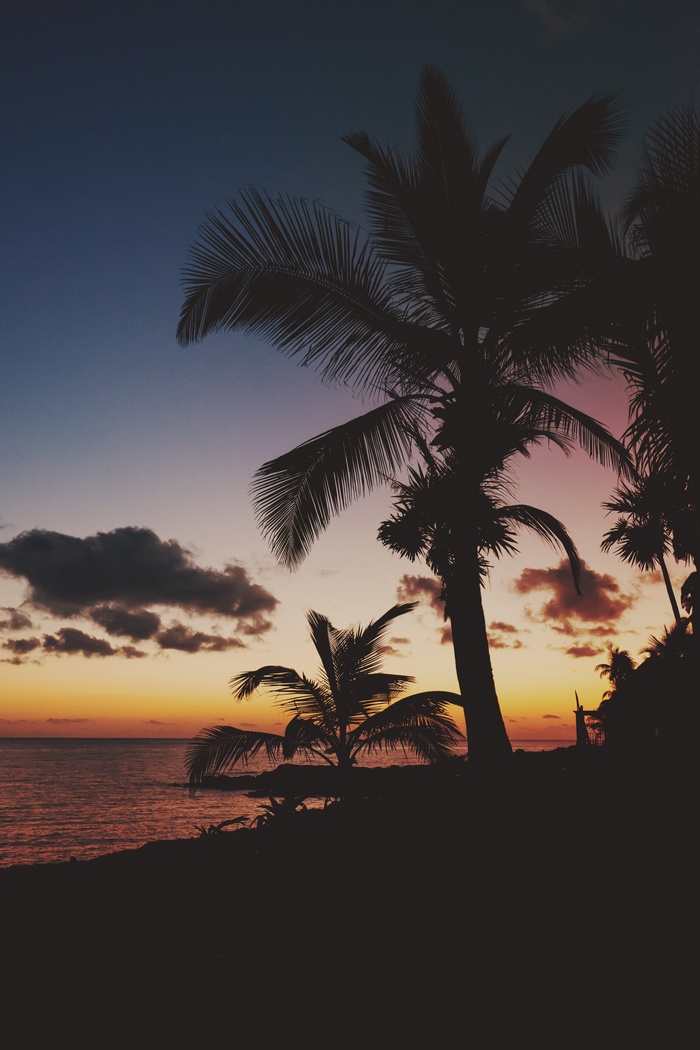 Palm trees silhouetted against a sunset over the ocean