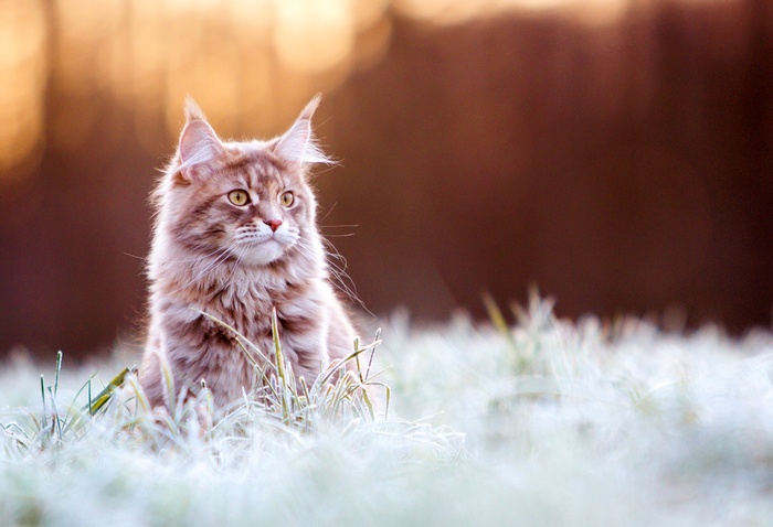 Maine Coon cat, nature, animals, cat