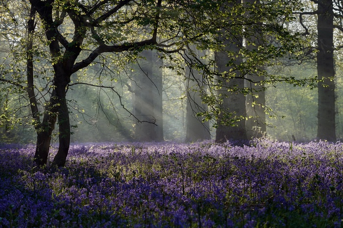 Sunlight beams through trees onto bluebells in a forest